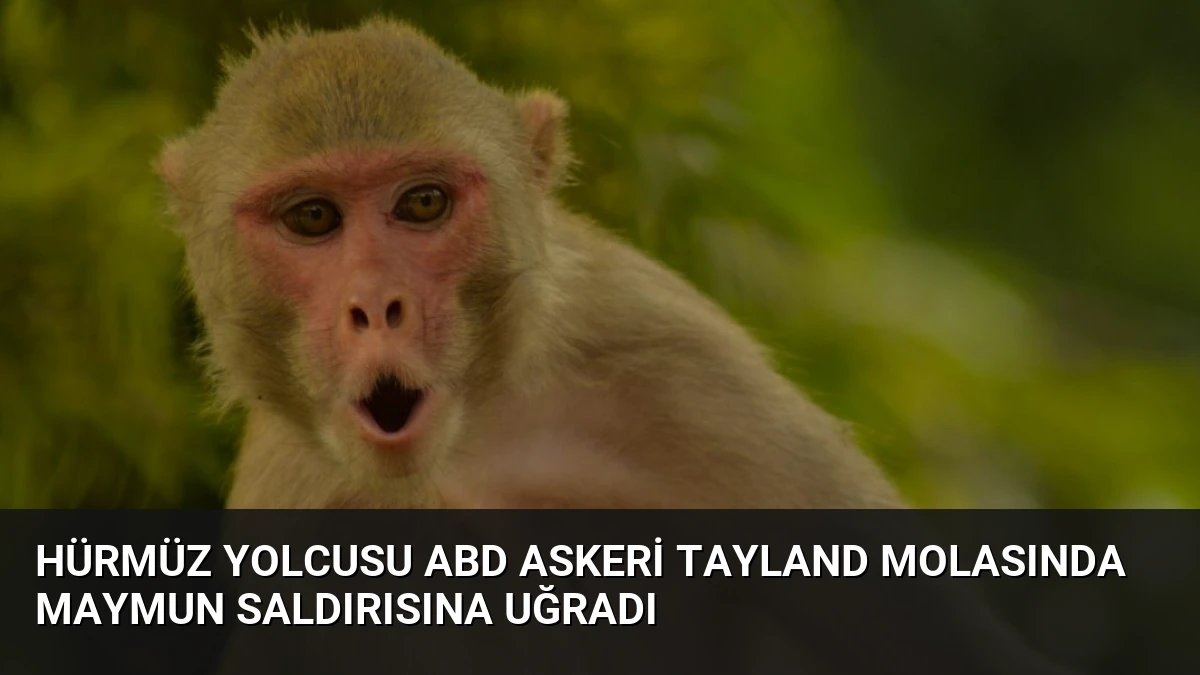 Hürmüz Yolcusu ABD Askeri Tayland Molasında Maymun Saldırısına Uğradı