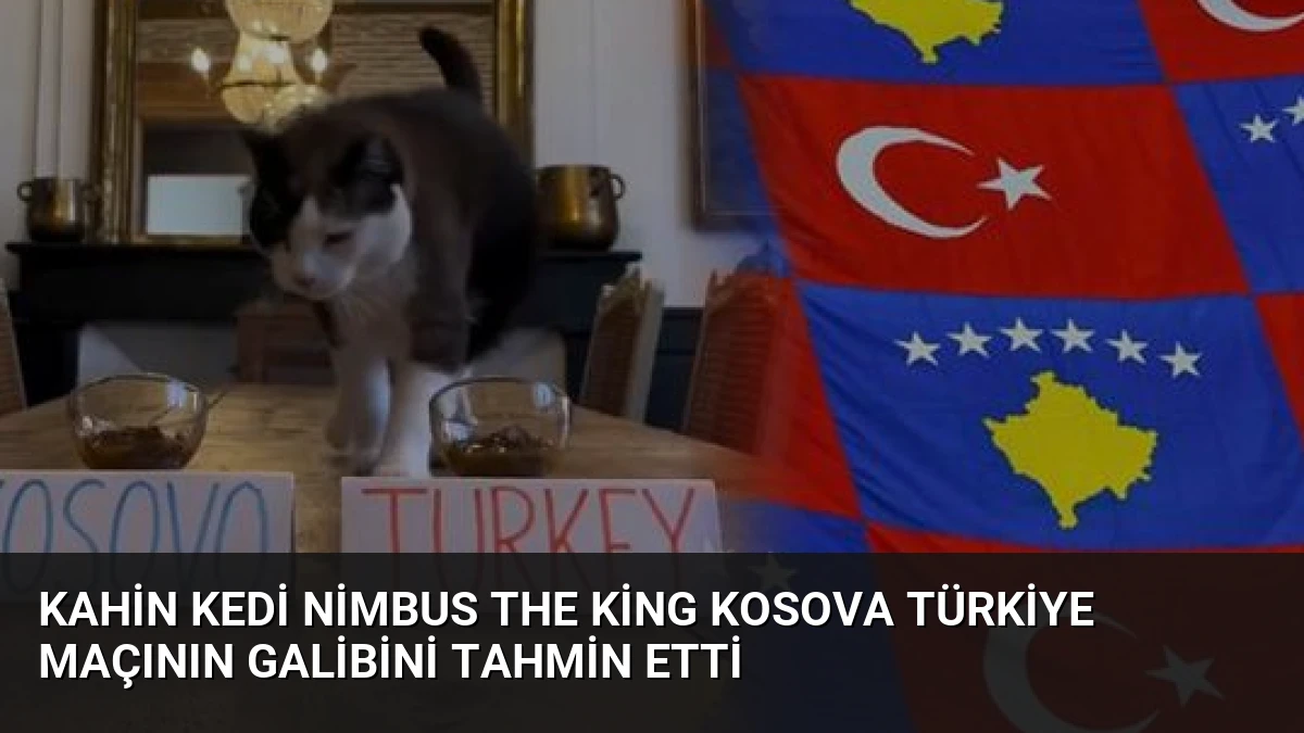 Kahin Kedi Nimbus The King Kosova Türkiye Maçının Galibini Tahmin Etti