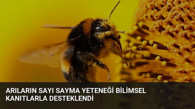 Arıların Sayı Sayma Yeteneği Bilimsel Kanıtlarla Desteklendi