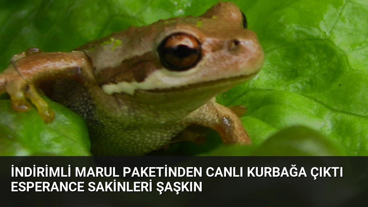 İndirimli Marul Paketinden Canlı Kurbağa Çıktı Esperance Sakinleri Şaşkın