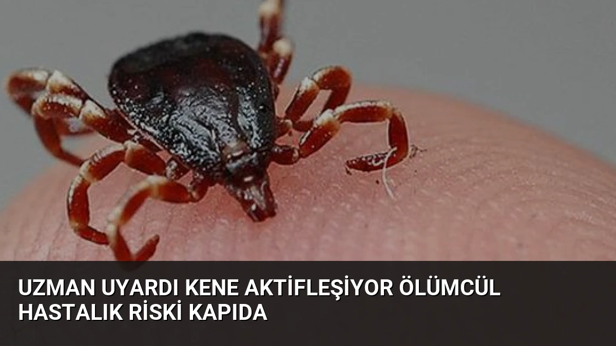 Uzman Uyardı Kene Aktifleşiyor Ölümcül Hastalık Riski Kapıda