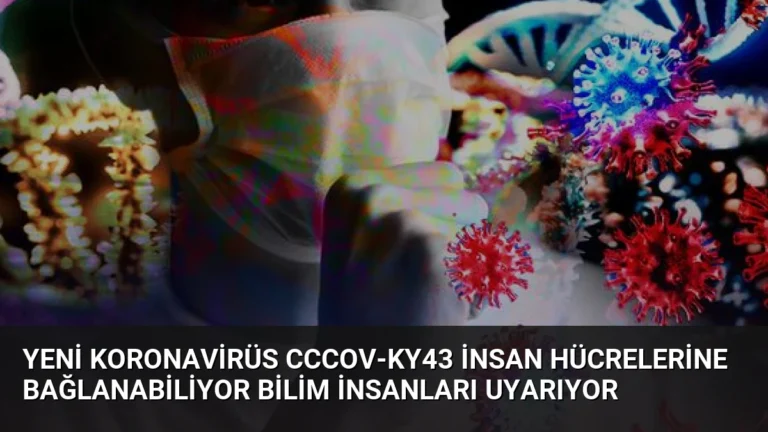 Yeni Koronavirüs CcCoV-KY43 İnsan Hücrelerine Bağlanabiliyor Bilim İnsanları Uyarıyor