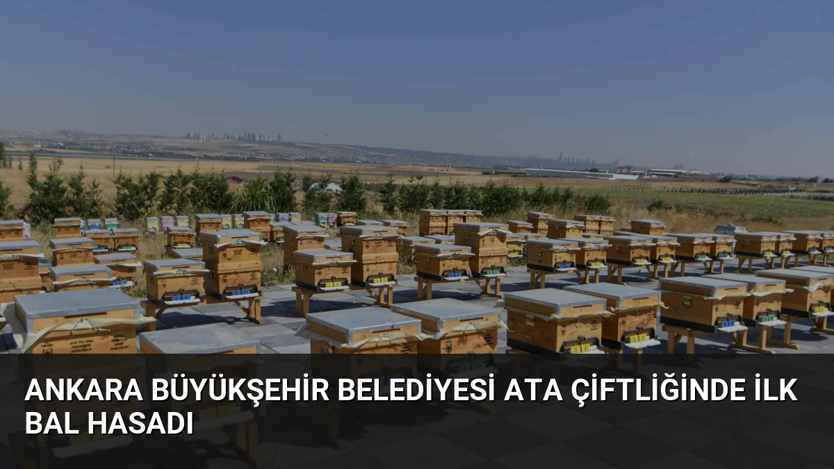 Ankara Büyükşehir Belediyesi ATA Çiftliğinde İlk Bal Hasadı