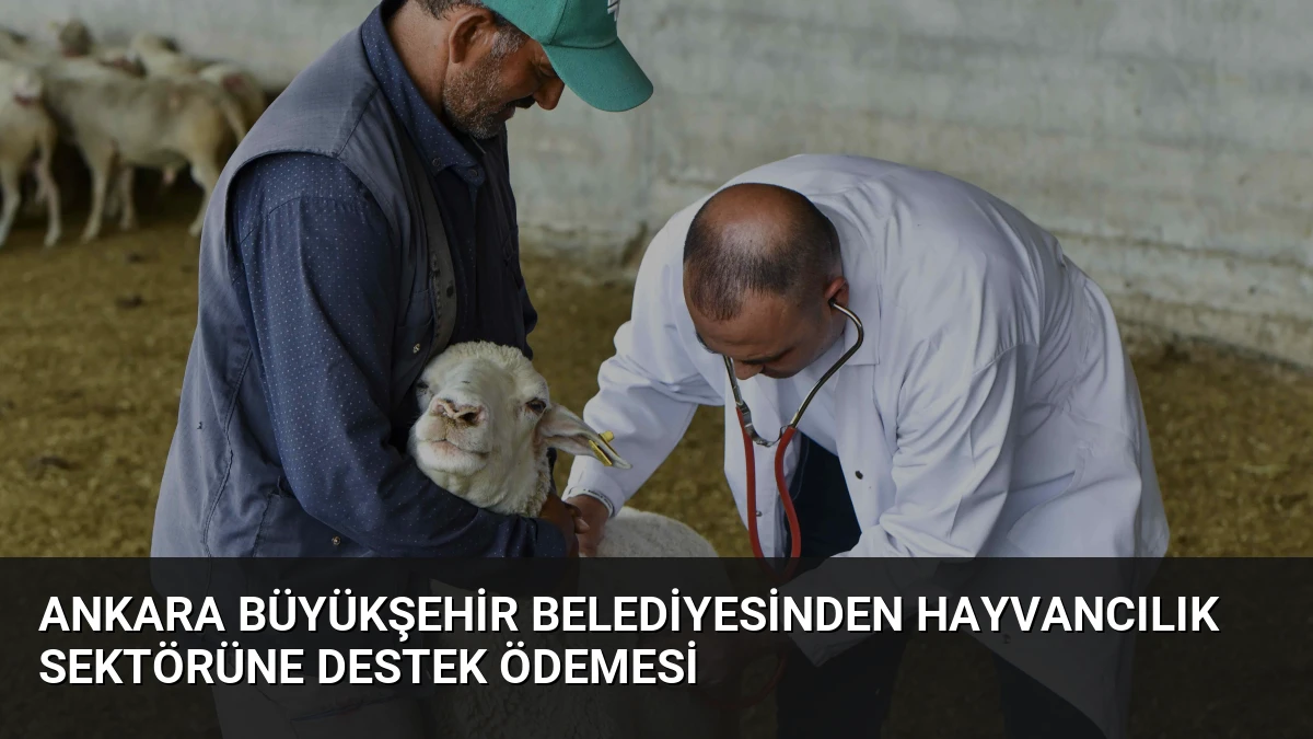 Ankara Büyükşehir Belediyesinden Hayvancılık Sektörüne Destek Ödemesi