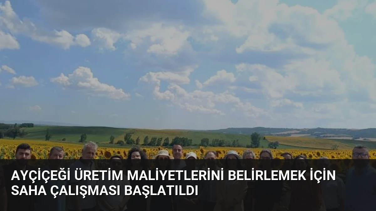 Ayçiçeği Üretim Maliyetlerini Belirlemek İçin Saha Çalışması Başlatıldı
