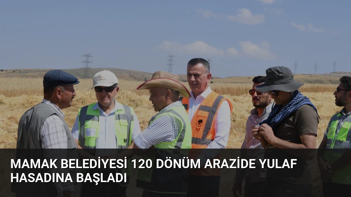 Mamak Belediyesi 120 Dönüm Arazide Yulaf Hasadına Başladı